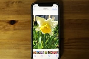 Identifier une fleur avec son iPhone