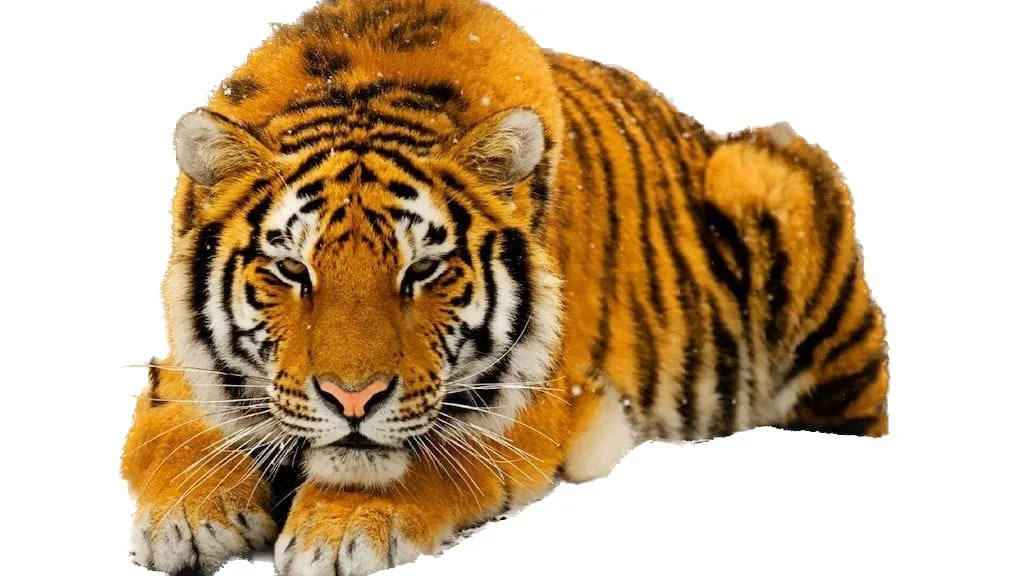 comment detourer une photo sur macos ventura